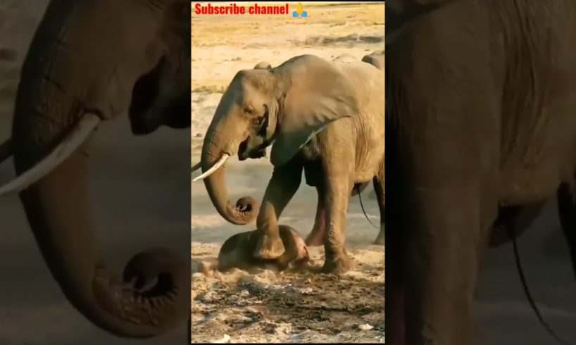 elephant born baby | elephant  | #shorts #short #viralshorts