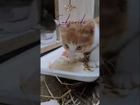 incredible! Cute kitten learning feed & Baby cats in the street #animalrescue #shorts #short