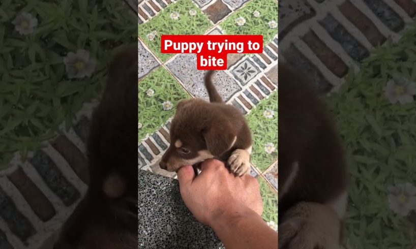 puppy trying to bite ||cute puppies ||#shorts #cute #funny #love #short #viral #puppy #youtubeshorts