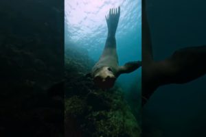 sea lion playing with us #mexico #wildlife #sealions #animals #shorts #fyp #freediving