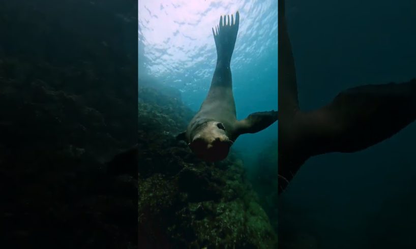 sea lion playing with us #mexico #wildlife #sealions #animals #shorts #fyp #freediving