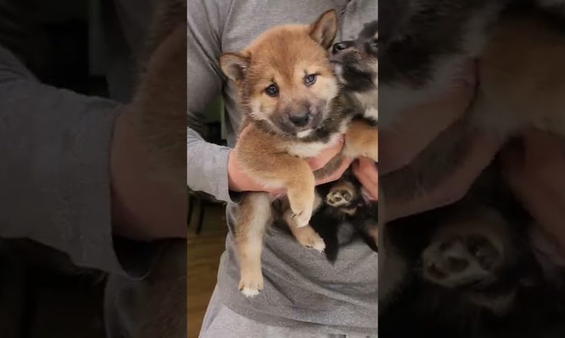 the cutest puppies ever #shorts #shibainu #puppies