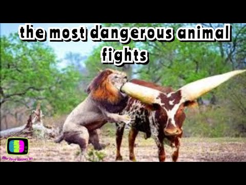 the most dangerous animal fights