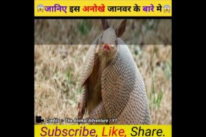 जानिए इस अनोखे जानवर के बारे मे😨  #shorts #viral #trending #viralvideo