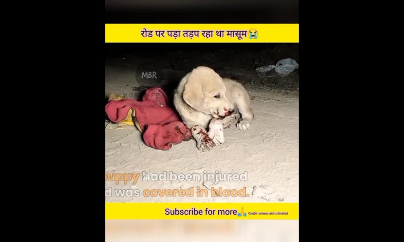 रोड पर पड़ा तड़प रहा था मासूम बच्चा 😭😱।। puppy rescue!! #shorts #morbappare #rescue