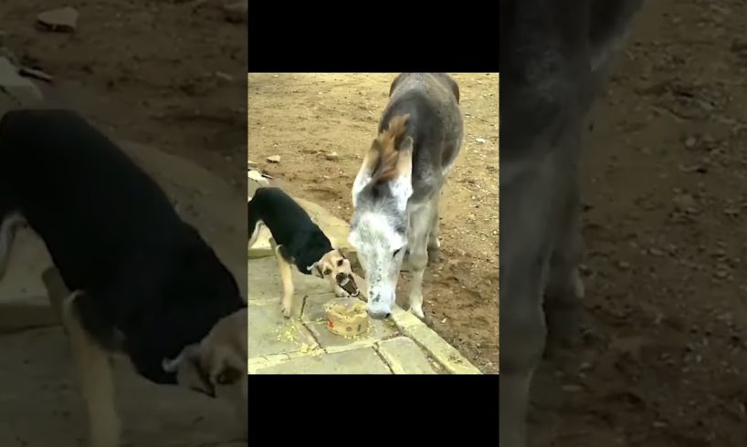 සත්තුන්ගේ සටන් ජවනිකා | ආතල් කෝටියයි | Funny animal fights #shorts