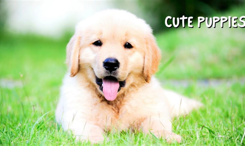 101 Photos of The Cutest Puppies In The World 🐾 (Assortment of Cute Dog Breeds)