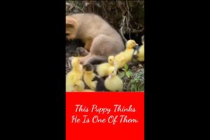 Cute baby animals Videos Compilation cutest moment of the animals - Cutest Puppies