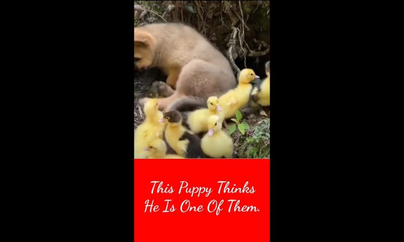 Cute baby animals Videos Compilation cutest moment of the animals - Cutest Puppies