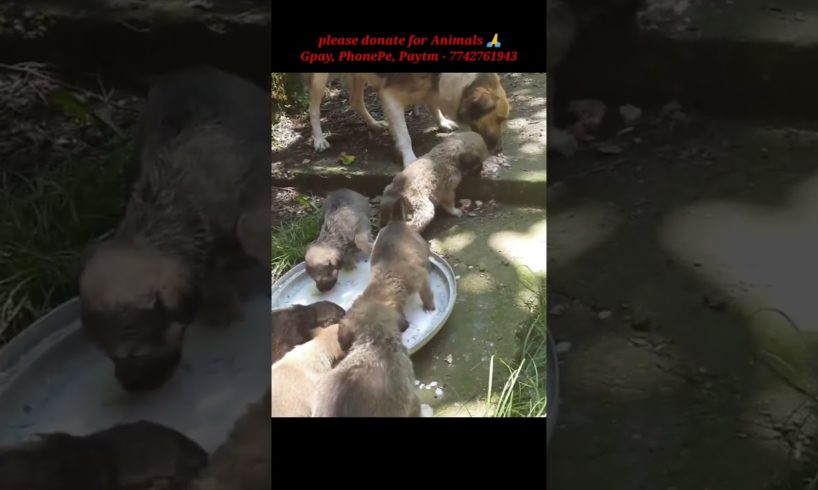 Stray dog Rescue // Rescued Stray puppies//Save Animals #shorts