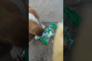 Feeding Hungry😪 Stray Puppy 🙂Street Puppies 😇  #shorts