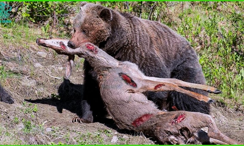 30 Most Brutal Bear Attacks When Hunt Caught on Camera | Animals Fight @3WinAnimal