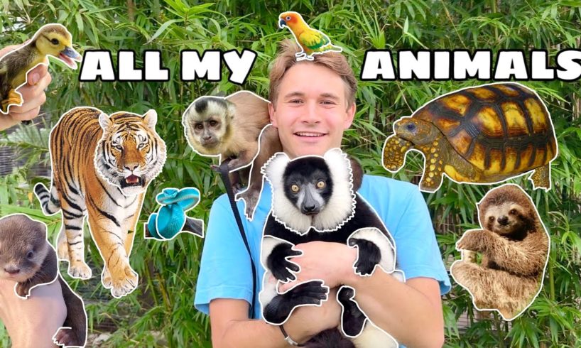 ALL MY ANIMALS IN ONE VIDEO ! FULL PROPERTY TOUR !!