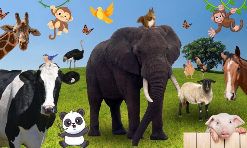 AMAZING ANIMAL SOUNDS - Cow, Leopard, Sheep, Goose, Otter, Ostrich, Buffalo, Cat & More