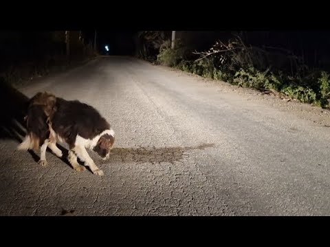 Abandoned elderly dog was suffering  in the middle of a road . Rescued just in time .