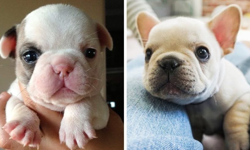 😍Adorable BULL DOG PUPPIES Videos that Will Make your Day Better 100%🐶| Cutest Puppies