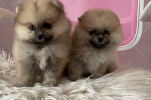 Adorable Puppies Compilation: The Cutest Puppy Videos on YouTube!