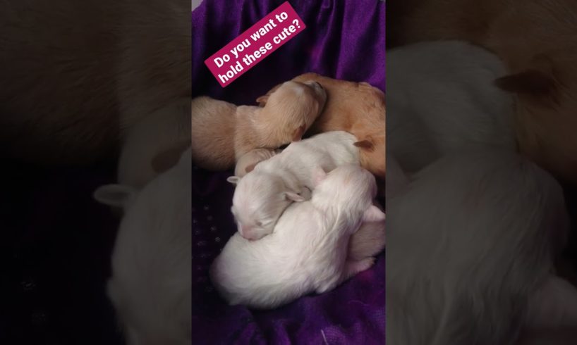 Amilys Cutest Puppies #6 #amilys #dog #cute #pet #cutedogs #puppy #short #puppies ♥️