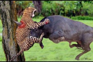 Angry Buffalo Attack Crazy Leopard To Rescue Himself || Wild Animal Attack 2023