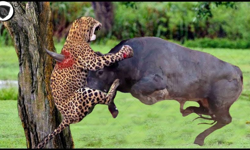 Angry Buffalo Attack Crazy Leopard To Rescue Himself || Wild Animal Attack 2023