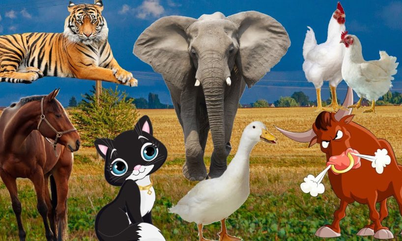 Animals beloved by man: cow, cat, raccoon, rabbit, dog, horse, elephant, hippo - animal sounds