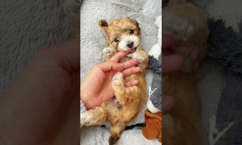 Awww! Cutest puppy belly!!!😄 #shorts #dogs #dogshorts #cockapoo #maltipoo