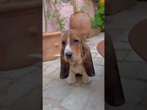 Basset hounds make the cutest puppies! TikTok: @happyenchantedhome