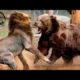 Bear vs Lion, Who is Stronger? Animal Fights Caught on Camera