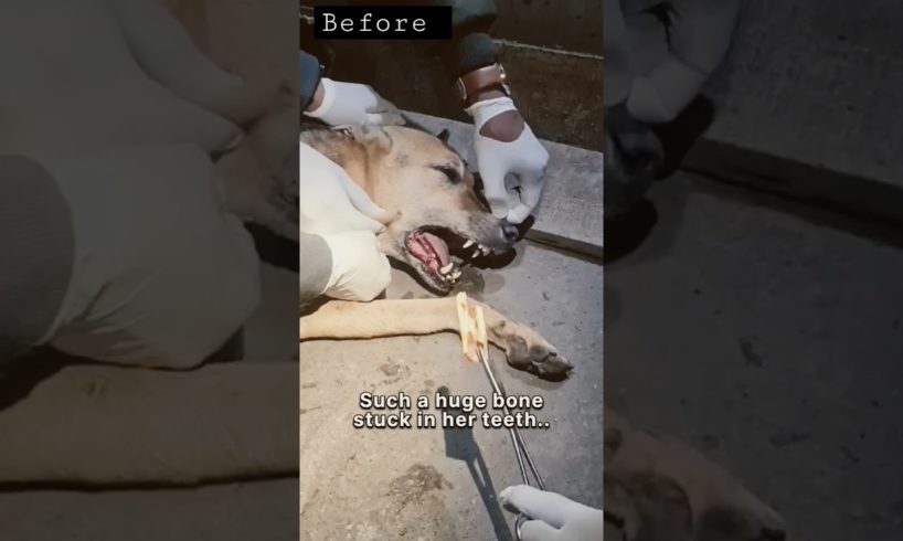 Before end After 🙏, Save Animals  #shorts #shortsvideo #youtubeshorts #rescue