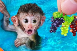 🔴 CUTE BABY MONKEY VIDEO CARTOON PLAYS WITH CAT, DUCKLING 🔴