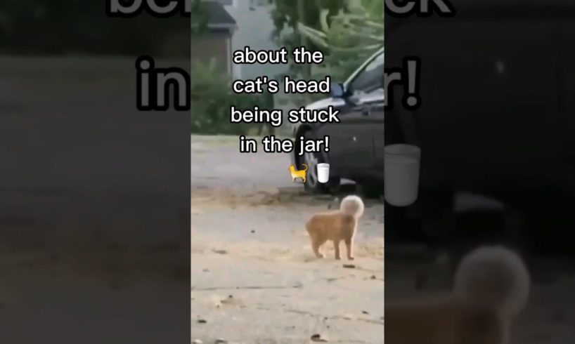 🐈Cat's Head Stuck In Jar!😬