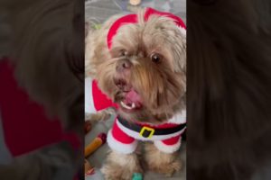 Christmas Puppies | shorkie dogs | cutest puppies | Santa dog | Santa tell me | Christmas song cute