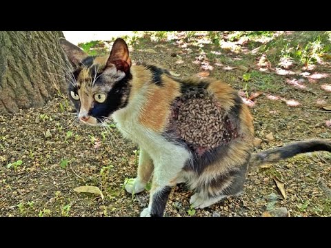 Colorful Cat Wanders The Street And We Found It While Looking For Something To Eat (Animal Rescue)