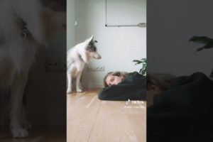 Compilation of the Funniest Dogs and Cutest Puppies from TIKTOK. FunVid MC Part 3