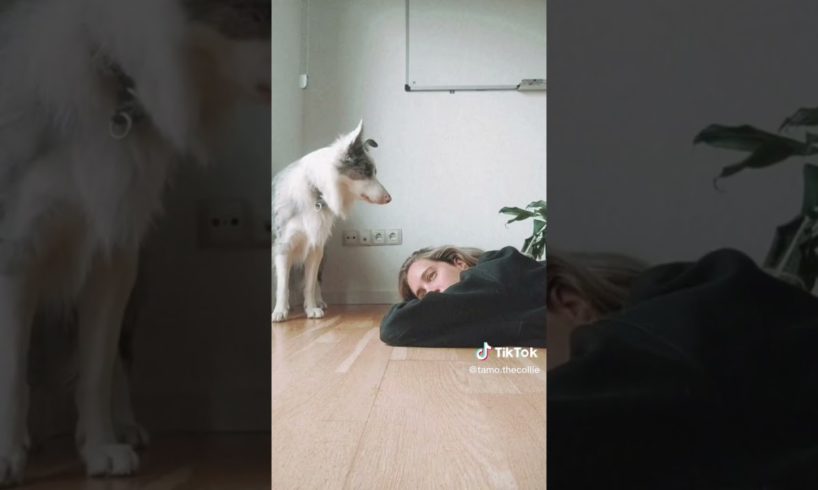 Compilation of the Funniest Dogs and Cutest Puppies from TIKTOK. FunVid MC Part 3