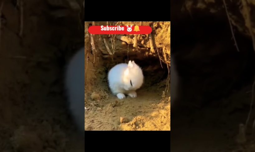 Cute Baby 🐇 Rabbit Chilling😍, Eating🌾🥕 and Playing 😘|| Cute Animal Videography