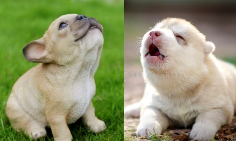 Cute Puppies Howl For The First Time || NEW