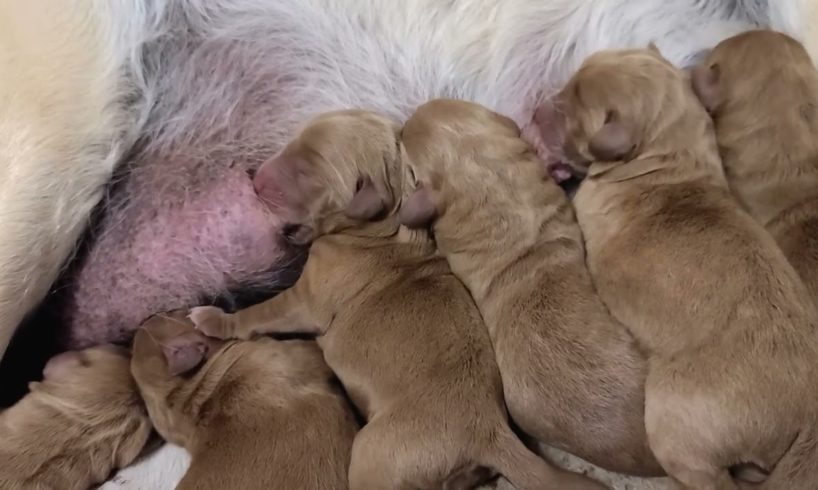 Cutest Hungry Newborn Puppies Suckling And Nursing Mom's Milk Nonstop | Cute Baby Puppies Video