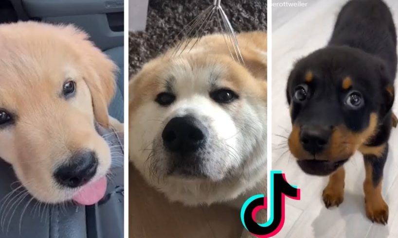 Cutest PUPPIES & Happiest DOGGOS ~ Ultimate Compilation 🤣🐕