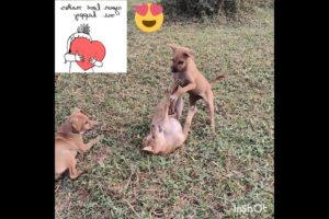 🤗🐕Cutest Puppies Playing Around 2023💞  #shorts #youtubeshorts #cutepuppies #algrow  #youtubegrowth