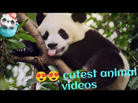 Cutest animal fights and funny videos compilation -cutest