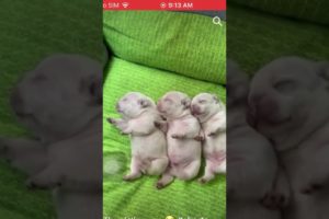 Cutest puppies ❤️ #shorts #trending #viral