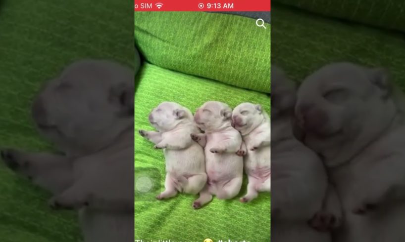 Cutest puppies ❤️ #shorts #trending #viral