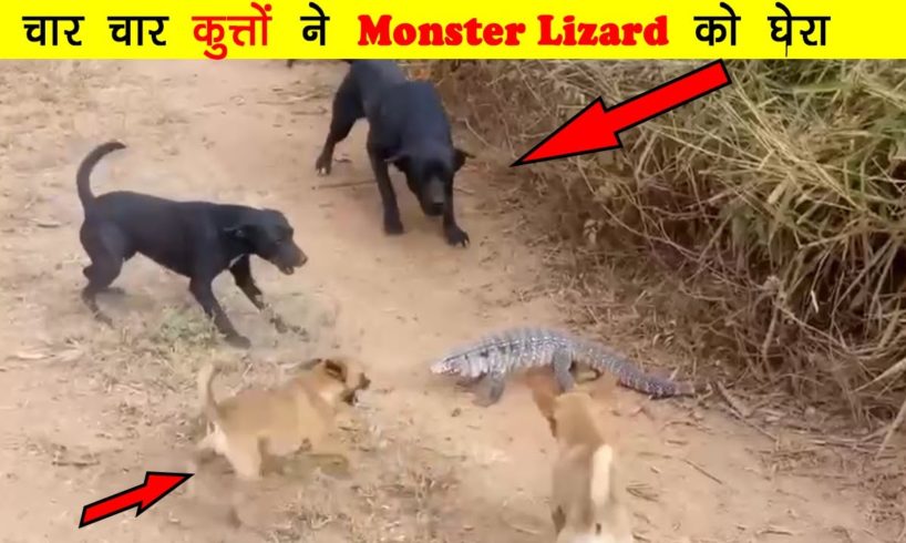 Danger animal fights || monster lizard attacked on dogs || jungle news ep. 0001 || It's FORESTian