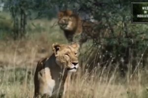 Discovery Channel Animal Fights Lion Hiran Lion Jump 🐆🐆