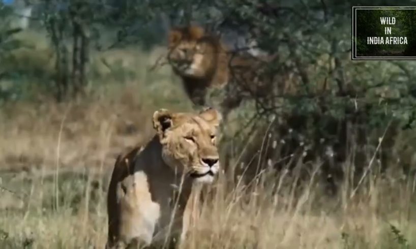 Discovery Channel Animal Fights Lion Hiran Lion Jump 🐆🐆