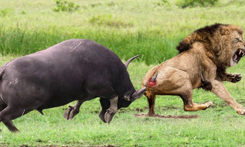 Discovery Wild Animal Fight: Buffalo Destroy Lion To Save His Teammate ► Epic Battle Buffalo Vs Lion