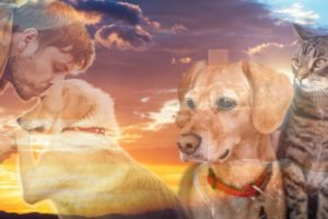 Do Our Pets Go to Heaven? | NDE Compilation | Near Death