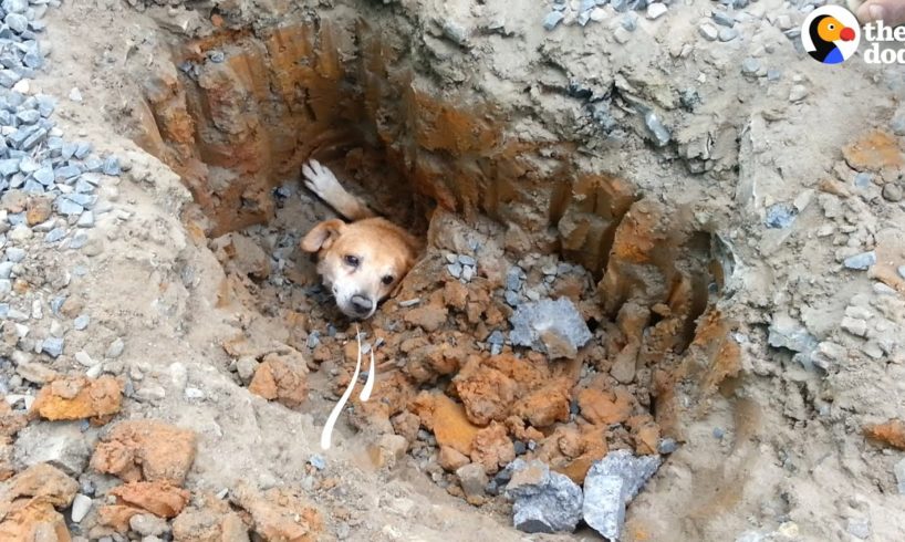 Dog Stuck In Pipe Gets Dug Out | The Dodo