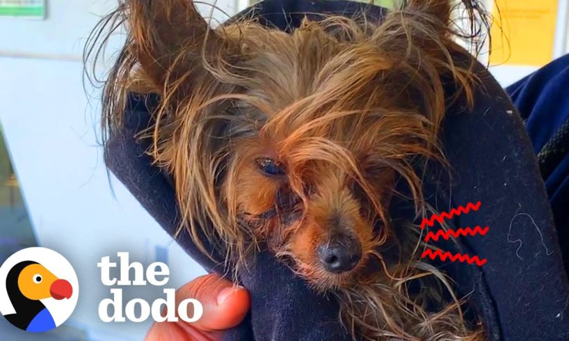 Dog Who Had Never Lived Inside Didn't Know What A Bed Was | The Dodo